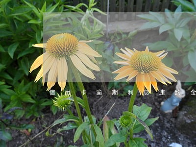 信用卡逾期利息违约金共四万多