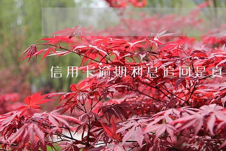 信用卡逾期利息追回是真的吗