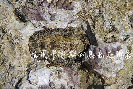 信用卡逾期利息高应诉答辩状范文 信用卡逾期利息高应诉答辩状范文