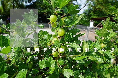 信用卡逾期利滚利怎么还 信用卡逾期利滚利怎么还