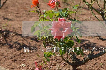 信用卡逾期利滚利是否合法 信用卡逾期利滚利是否合法