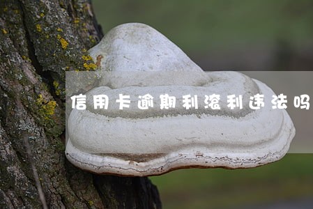 信用卡逾期利滚利违法吗 信用卡逾期利滚利违法吗