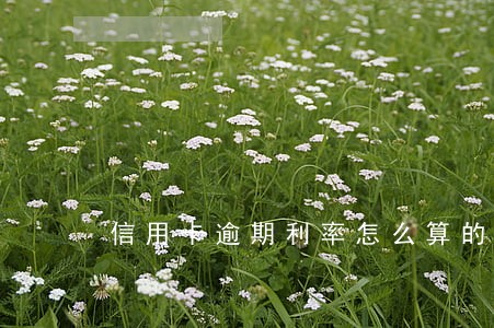 信用卡逾期利率怎么算的 信用卡逾期利率怎么算的
