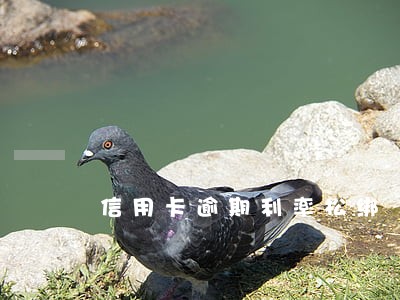 信用卡逾期利率松绑