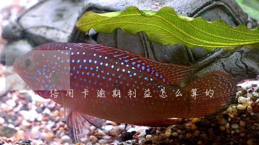 信用卡逾期利益怎么算的 信用卡逾期利益怎么算的