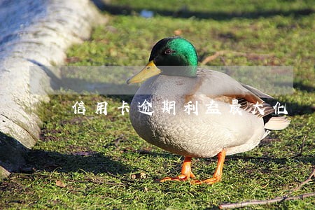 信用卡逾期利益最大化 信用卡逾期利益最大化