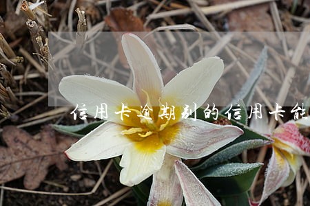信用卡逾期别的信用卡能用吗 信用卡逾期别的信用卡能用吗