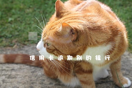 信用卡逾期别的银行 信用卡逾期别的银行