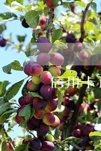 信用卡逾期别的银行卡被冻结 信用卡逾期别的银行卡被冻结