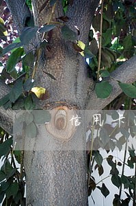 信用卡逾期到了下一个账单日 信用卡逾期到了下一个账单日