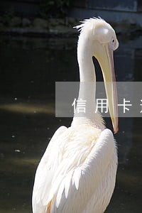 信用卡逾期到判刑的过程 信用卡逾期到判刑的过程