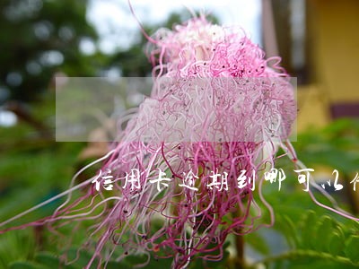 信用卡逾期到哪可以借钱 信用卡逾期到哪可以借钱
