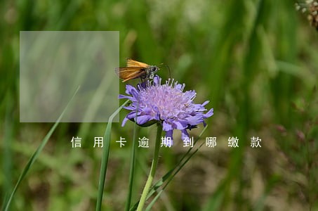 信用卡逾期到哪缴款 信用卡逾期到哪缴款