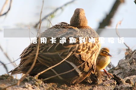 信用卡逾期到哪里投诉 信用卡逾期到哪里投诉