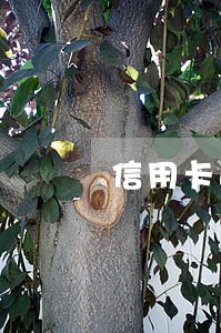 信用卡逾期到哪里自首