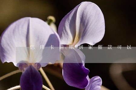 信用卡逾期到家催款可以吗