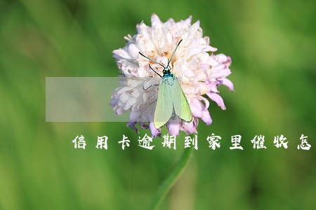 信用卡逾期到家里催收怎么办 信用卡逾期到家里催收怎么办