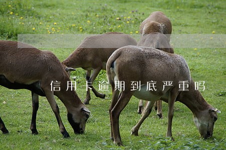信用卡逾期到底严重吗