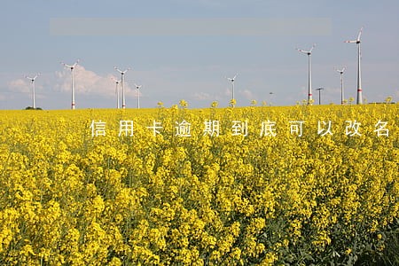 信用卡逾期到底可以改名字嘛 信用卡逾期到底可以改名字嘛