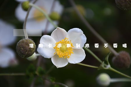 信用卡逾期到底要不要接电话 信用卡逾期到底要不要接电话