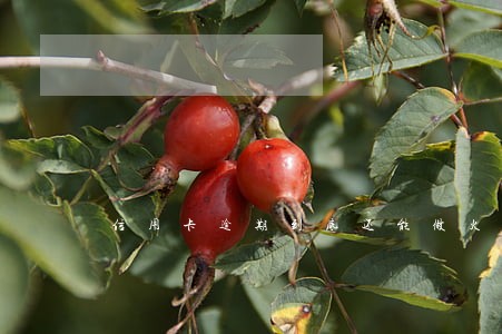 信用卡逾期到底还能做火车吗 信用卡逾期到底还能做火车吗