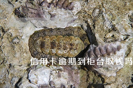 信用卡逾期到柜台取钱吗 信用卡逾期到柜台取钱吗