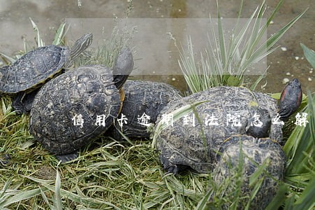 信用卡逾期到法院怎么解决 信用卡逾期到法院怎么解决