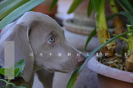 信用卡逾期到立案起诉要多久 信用卡逾期到立案起诉要多久