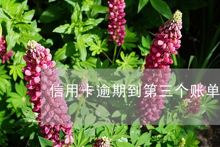 信用卡逾期到第三个账单日 信用卡逾期到第三个账单日