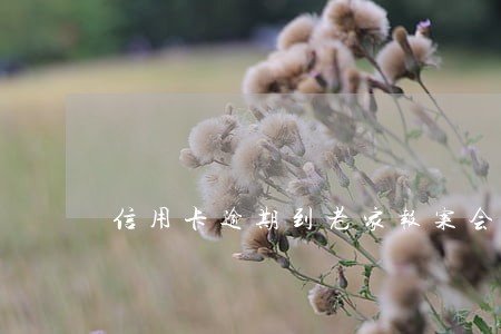 信用卡逾期到老家报案会怎样