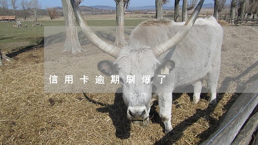 信用卡逾期刷爆了 信用卡逾期刷爆了