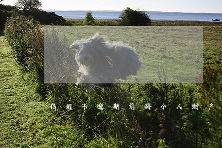 信用卡逾期前将个人财产转移