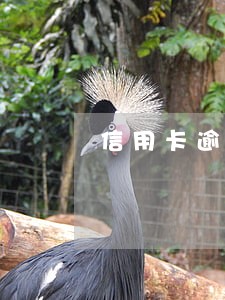 信用卡逾期前能否申请停息还款