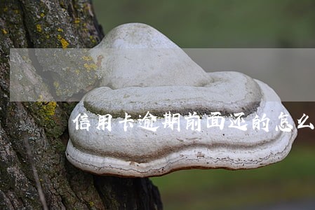 信用卡逾期前面还的怎么算 信用卡逾期前面还的怎么算