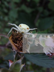 信用卡逾期办个身份证 信用卡逾期办个身份证