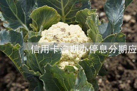 信用卡逾期办停息分期应该怎么办 信用卡逾期办停息分期应该怎么办