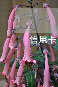 信用卡逾期办分期怎么办理 信用卡逾期办分期怎么办理