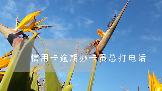 信用卡逾期办卡员总打电话 信用卡逾期办卡员总打电话