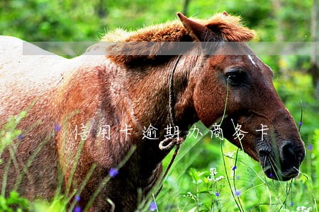 信用卡逾期办商务卡 信用卡逾期办商务卡