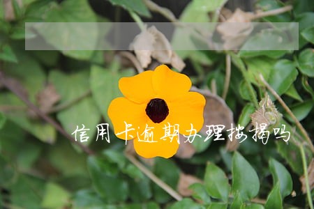 信用卡逾期办理按揭吗 信用卡逾期办理按揭吗