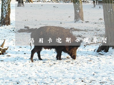 信用卡逾期办理车贷 信用卡逾期办理车贷