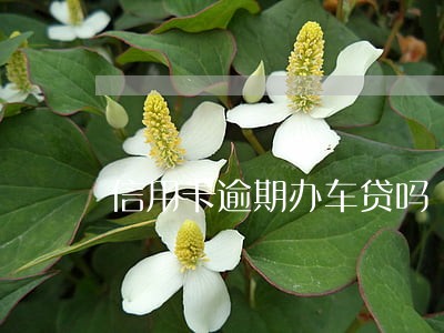 信用卡逾期办车贷吗 信用卡逾期办车贷吗