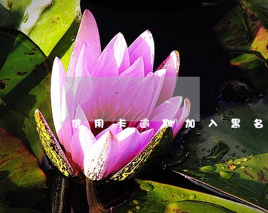 信用卡逾期加入黑名单怎么消除 信用卡逾期加入黑名单怎么消除