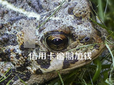 信用卡逾期加钱 信用卡逾期加钱
