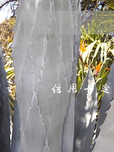 信用卡逾期劳务签证
