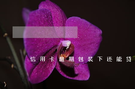 信用卡逾期包装下还能贷款吗 信用卡逾期包装下还能贷款吗
