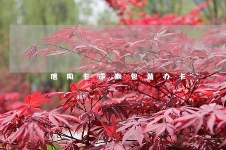信用卡逾期包装办卡
