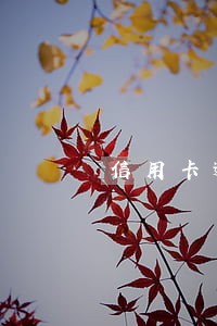 信用卡逾期医院证明 信用卡逾期医院证明