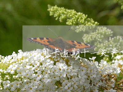 信用卡逾期十一天严重吗 信用卡逾期十一天严重吗