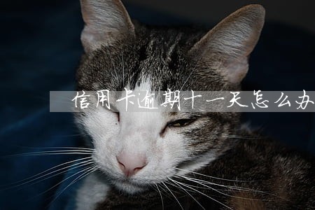 信用卡逾期十一天怎么办 信用卡逾期十一天怎么办